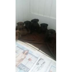 Patterdale cross Jack Russell pups