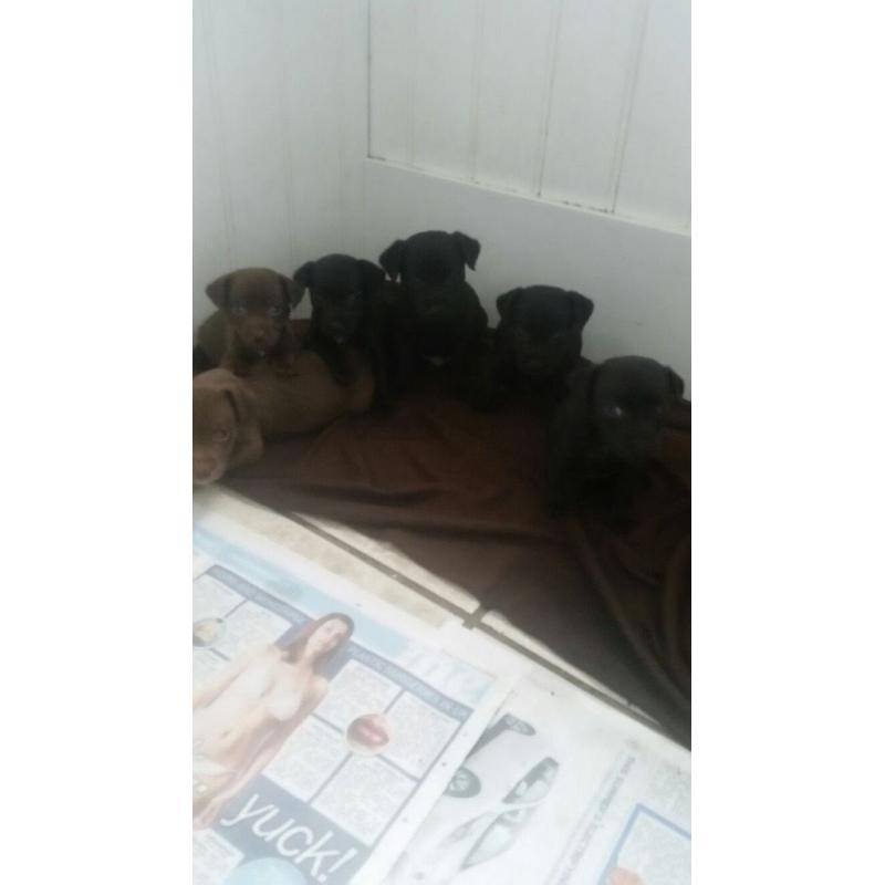 Patterdale cross Jack Russell pups
