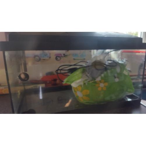 100L fish tank