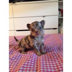 4 stunning rare coloured chihuahua puppies; ready in November