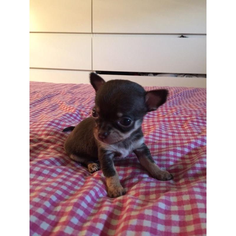 4 stunning rare coloured chihuahua puppies; ready in November