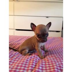 4 stunning rare coloured chihuahua puppies; ready in November