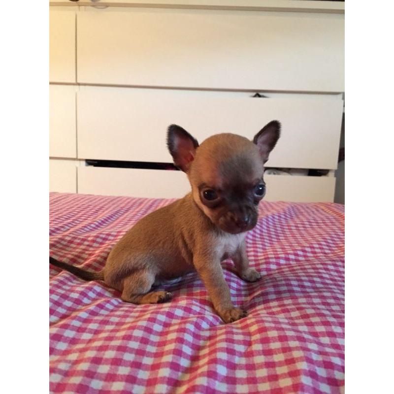 4 stunning rare coloured chihuahua puppies; ready in November