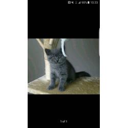 British blue shorthair kittens