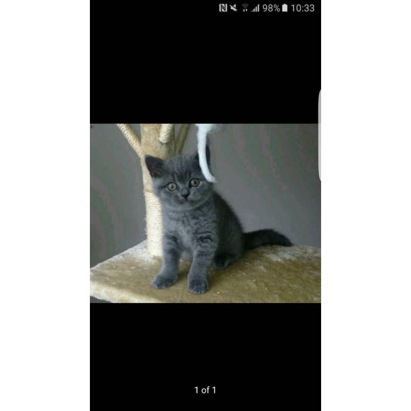 British blue shorthair kittens