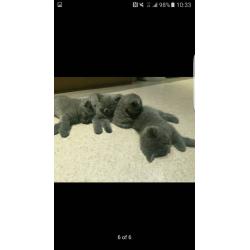 British blue shorthair kittens