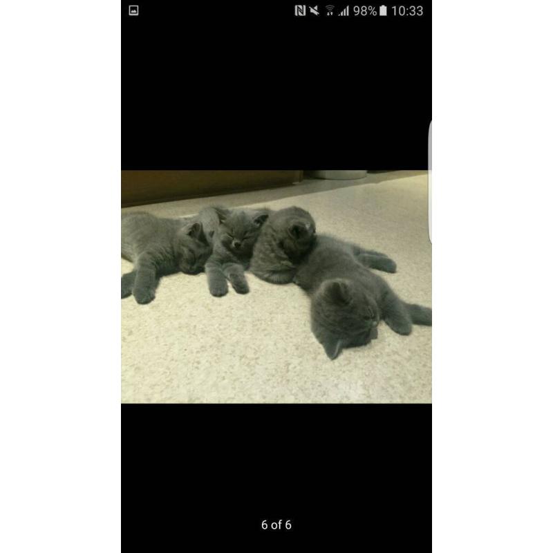 British blue shorthair kittens