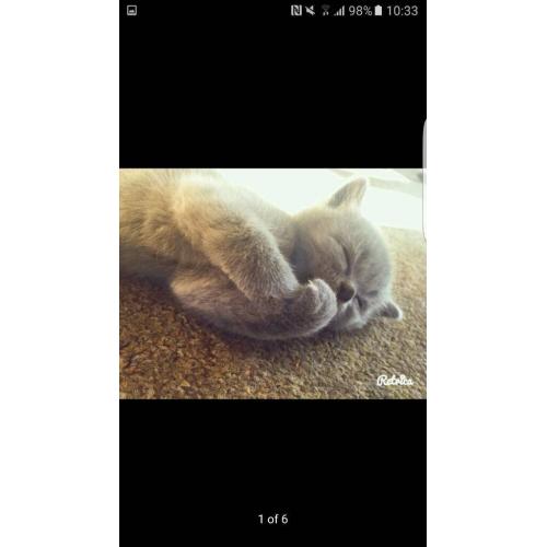 British blue shorthair kittens