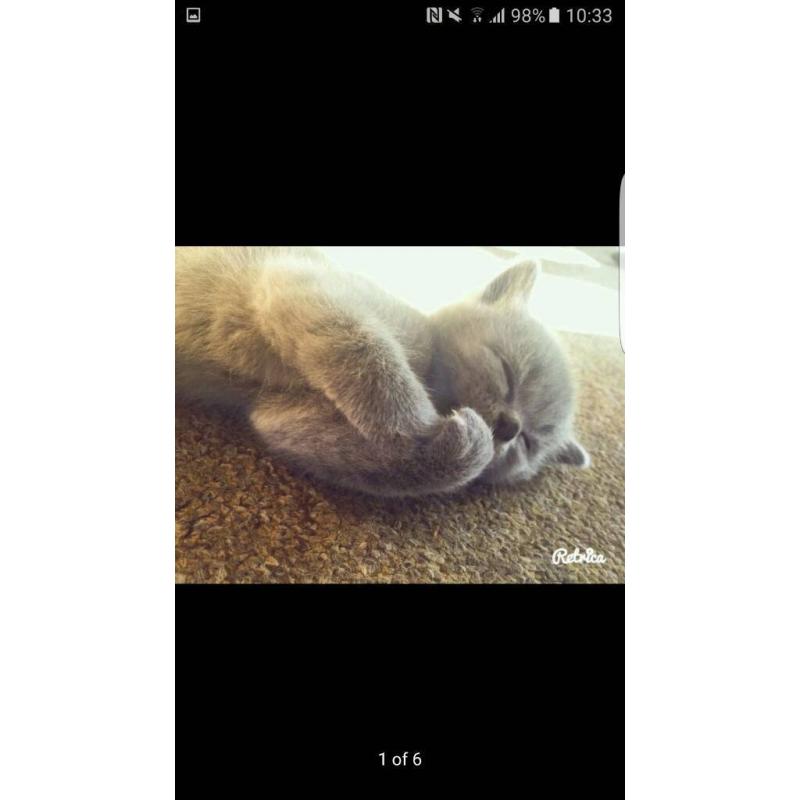 British blue shorthair kittens