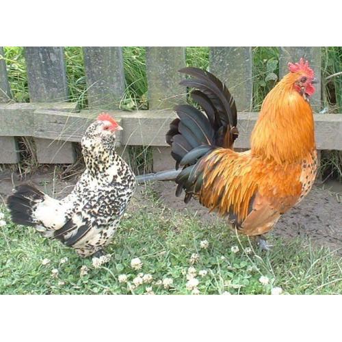 beautiful chickens for sale