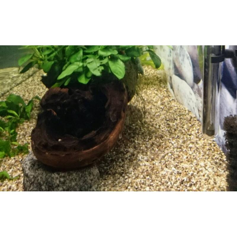 Fish tank gravel