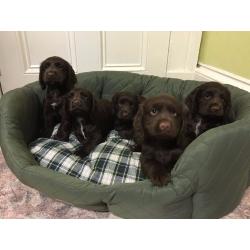 KC reg Cocker Spaniel Puppies For Sale