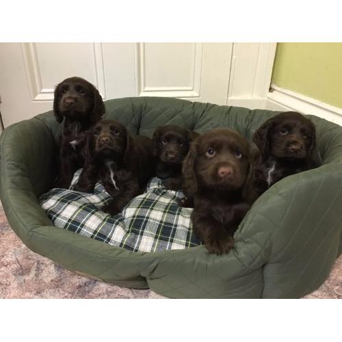 KC reg Cocker Spaniel Puppies For Sale