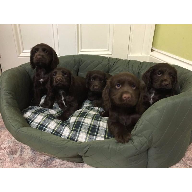 KC reg Cocker Spaniel Puppies For Sale