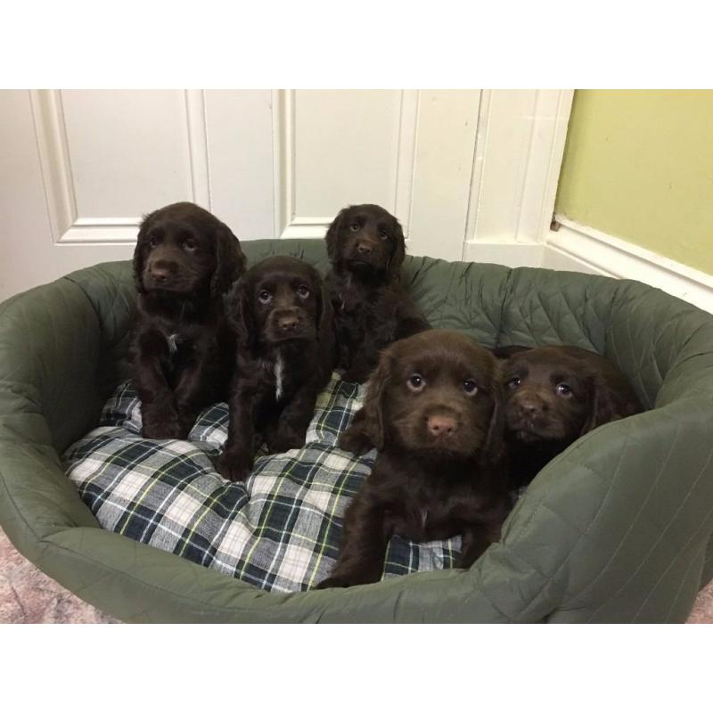 KC reg Cocker Spaniel Puppies For Sale