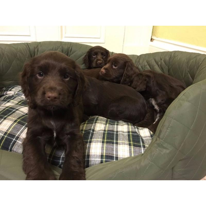 KC reg Cocker Spaniel Puppies For Sale