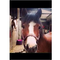 Pony for loan