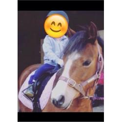 Pony for loan