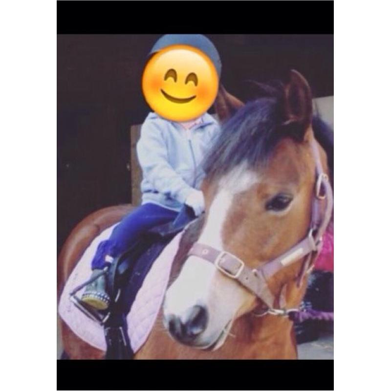 Pony for loan
