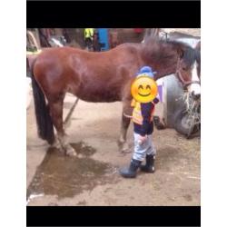 Pony for loan