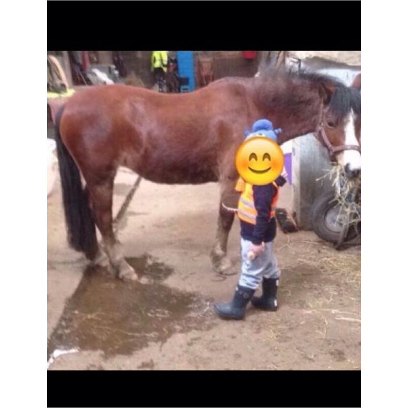 Pony for loan