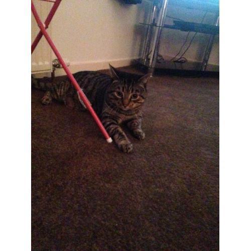 male cat