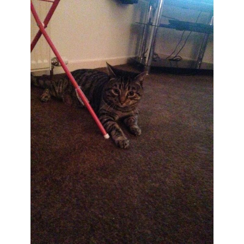 male cat