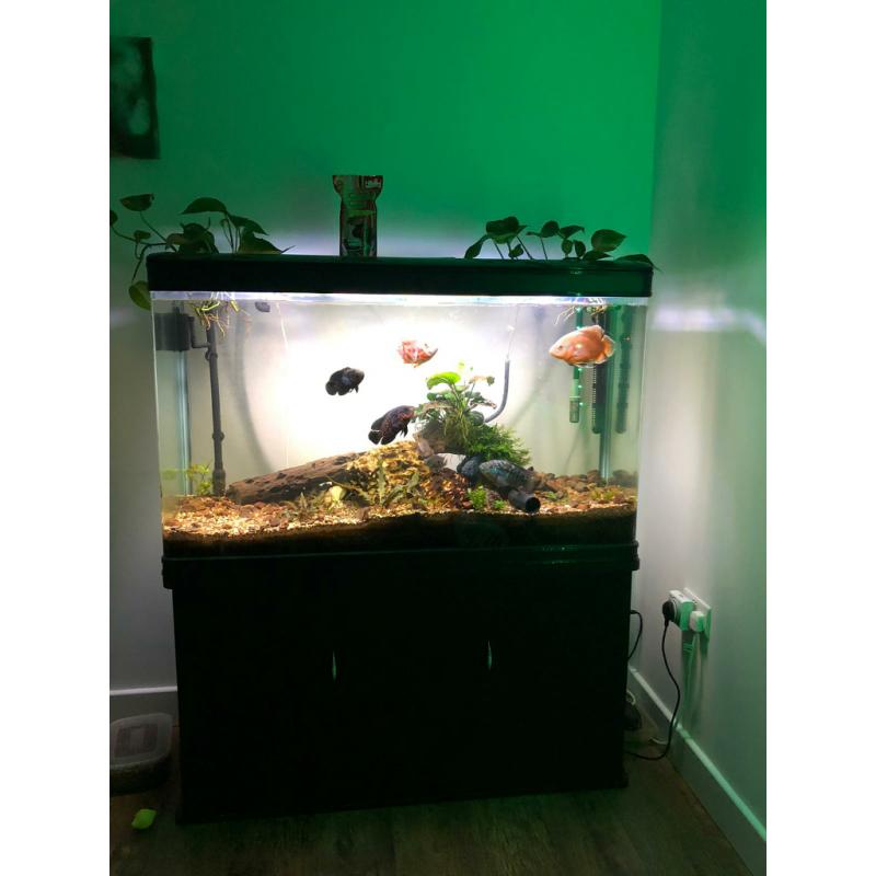 4ft Fish tank