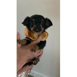 stunning long coat apple dome head chiwaha pups