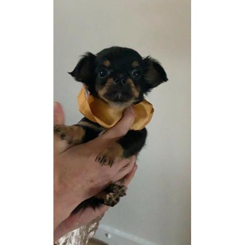 stunning long coat apple dome head chiwaha pups
