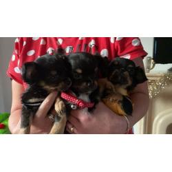 stunning long coat apple dome head chiwaha pups