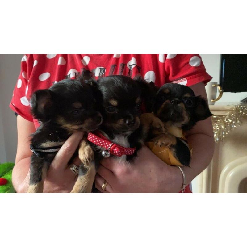 stunning long coat apple dome head chiwaha pups