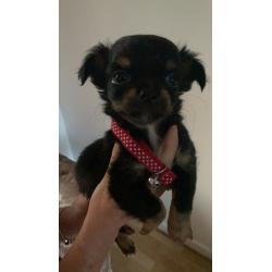 stunning long coat apple dome head chiwaha pups