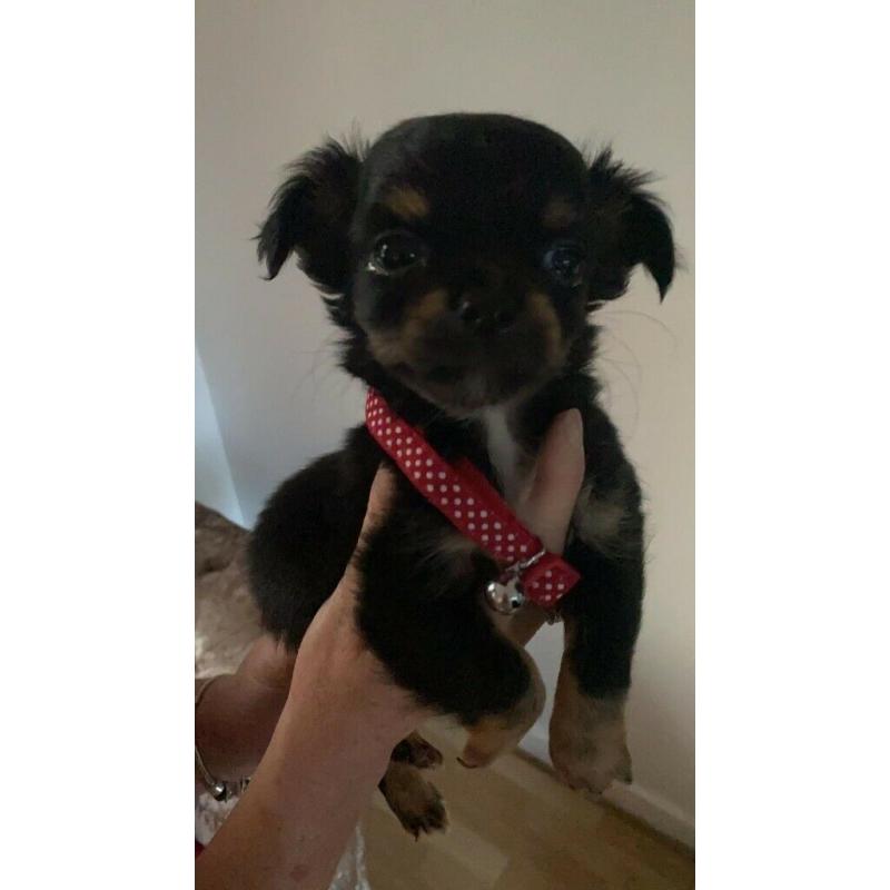 stunning long coat apple dome head chiwaha pups