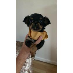 stunning long coat apple dome head chiwaha pups