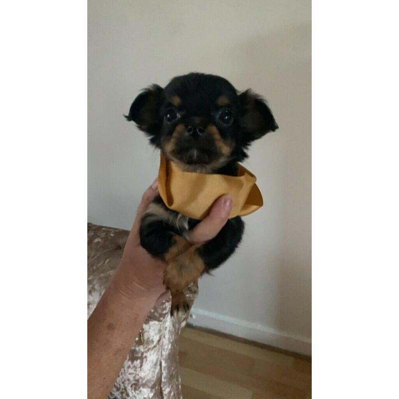 stunning long coat apple dome head chiwaha pups