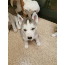 Husky puppies