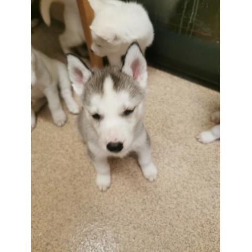 Husky puppies