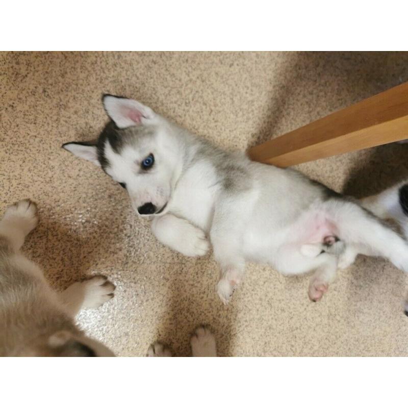 Husky puppies