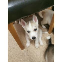 Husky puppies