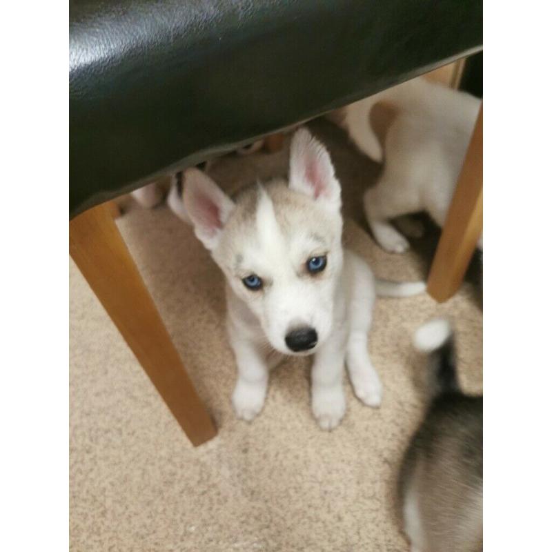Husky puppies
