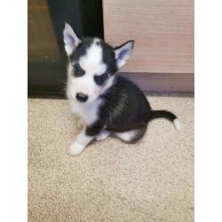Husky puppies