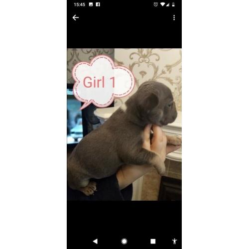 FRENCH BULLDOG PUPPIES