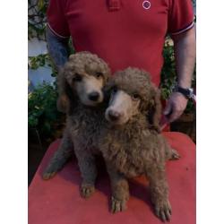Poodles Standard males