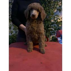 Poodles Standard males