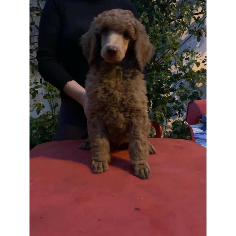 Poodles Standard males