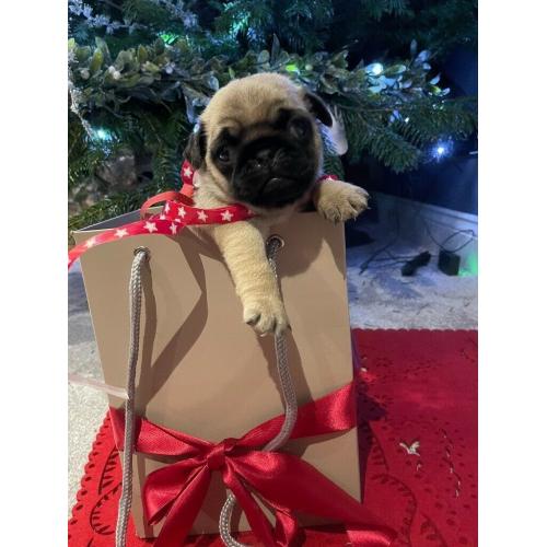 Pug for sale 6 weeks mun and dad to see! Sweet as!