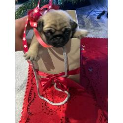 Pug for sale 6 weeks mun and dad to see! Sweet as!