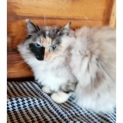 Lovely seal tortie point mitted Ragdoll female