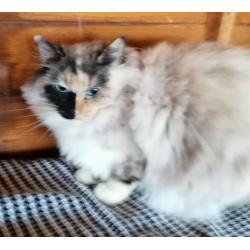 Lovely seal tortie point mitted Ragdoll female